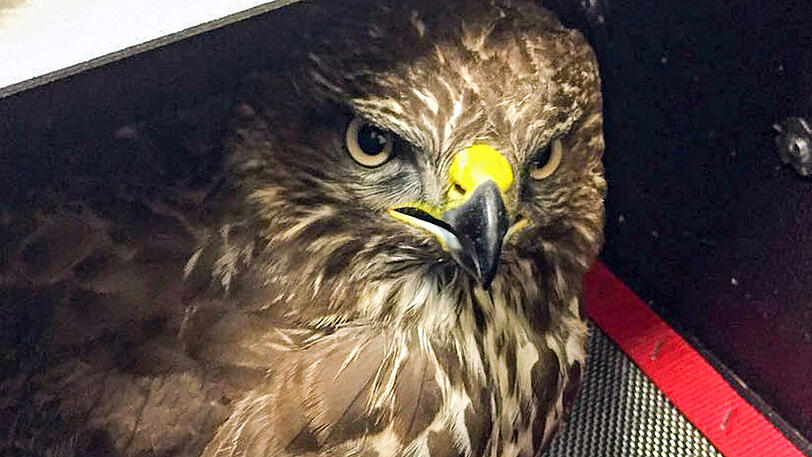 Auch wenn sein Blick das nicht verrät: Dem Bussard gefiel es offenbar bei der Feuerwehr.