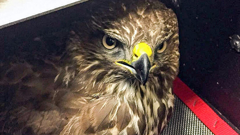 Auch wenn sein Blick das nicht verrät: Dem Bussard gefiel es offenbar bei der Feuerwehr. Auch wenn sein Blick das nicht verrät: Dem Bussard gefiel es offenbar bei der Feuerwehr.