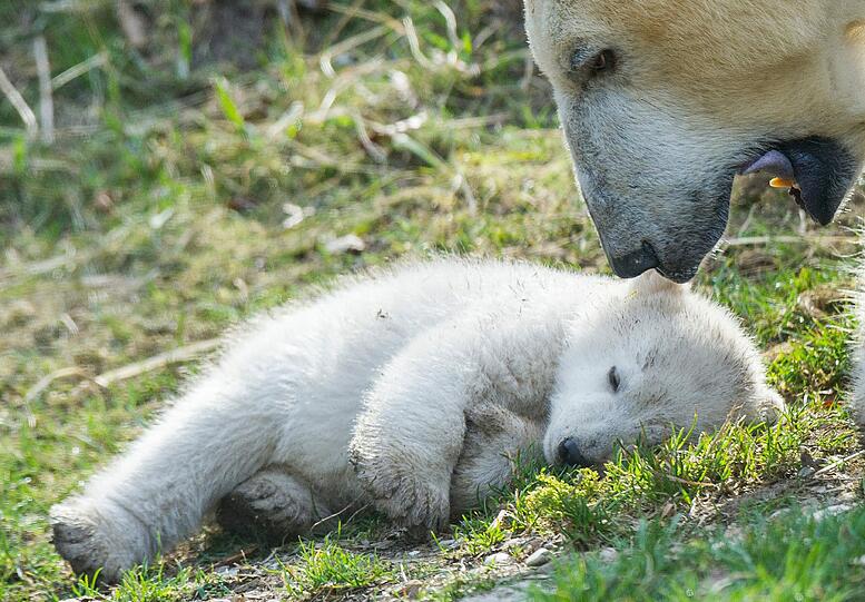 Eines der beiden 14 Wochen alten Eisbären-Zwillinge schläft, während Mutter Giovanna im Freigehege im Tierpark Hellabrunn es beobachtet.