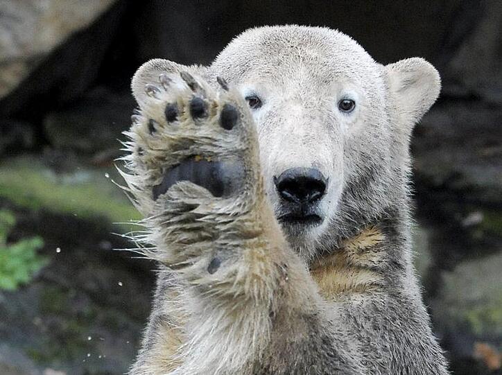 Eisbär Knut