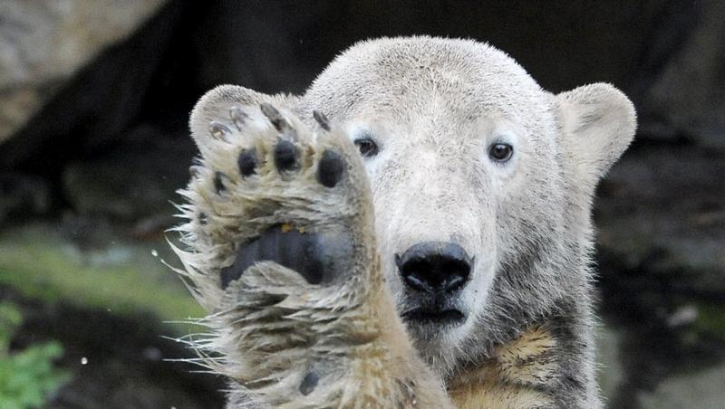 Eisbär Knut Eisbär Knut