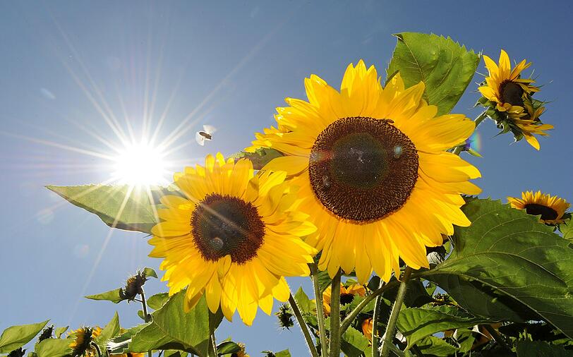 Herrlich war er, der Sommer in München und ganz Bayern.