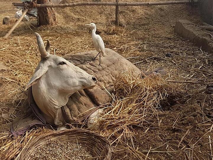 Eine beinamputierte Kuh liegt in einer Auffangstation im nordindischen Bundesstaat Uttar Pradesh.