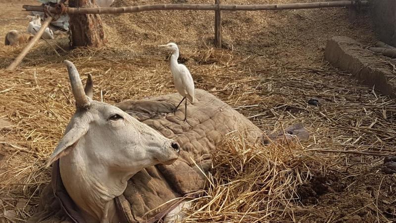 Eine beinamputierte Kuh liegt in einer Auffangstation im nordindischen Bundesstaat Uttar Pradesh.