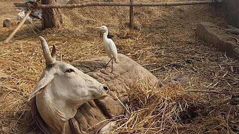 Eine beinamputierte Kuh liegt in einer Auffangstation im nordindischen Bundesstaat Uttar Pradesh.