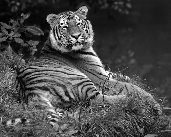 So werden ihn die Zoo-Besucher in Erinnerung behalten: Der Tiger Nurejev ist tot.