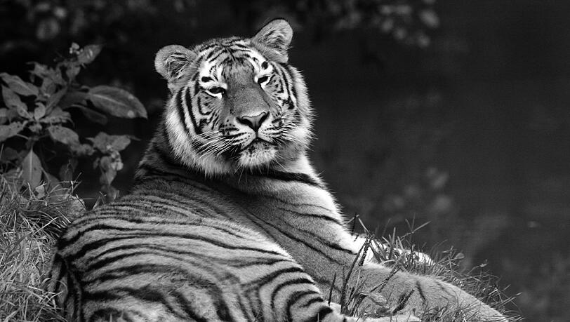 So werden ihn die Zoo-Besucher in Erinnerung behalten: Der Tiger Nurejev ist tot. So werden ihn die Zoo-Besucher in Erinnerung behalten: Der Tiger Nurejev ist tot.