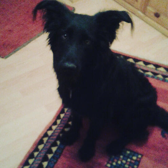 Seppi