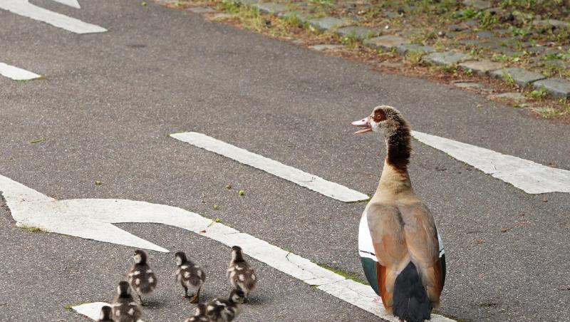 Eine Ente überquert mit ihren Küken eine Straße.