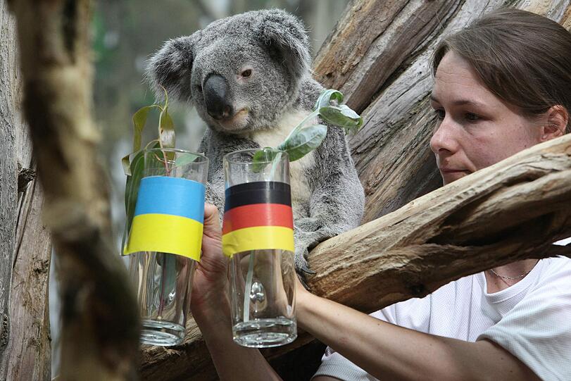 Koalabär Oobi-Ooobi aus dem Zoo Leipzig (Sachsen) versagt bei seiner Orakel-Premiere: Er prophezeit ein Unentschieden &ndash; weil er sich nicht zwischen den beiden Eukalyptuszweigen entscheiden kann.