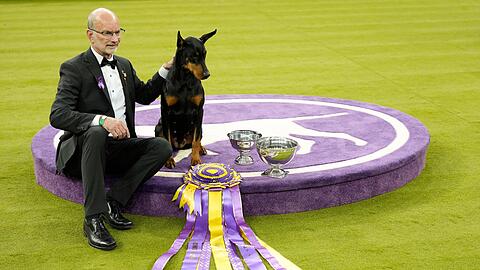"Penny", die Dobermann-Dame, ist die 42. weibliche Gewinnerin in der 150 Jahre alten Geschichte des Westminster-Hundewettbewerbs.