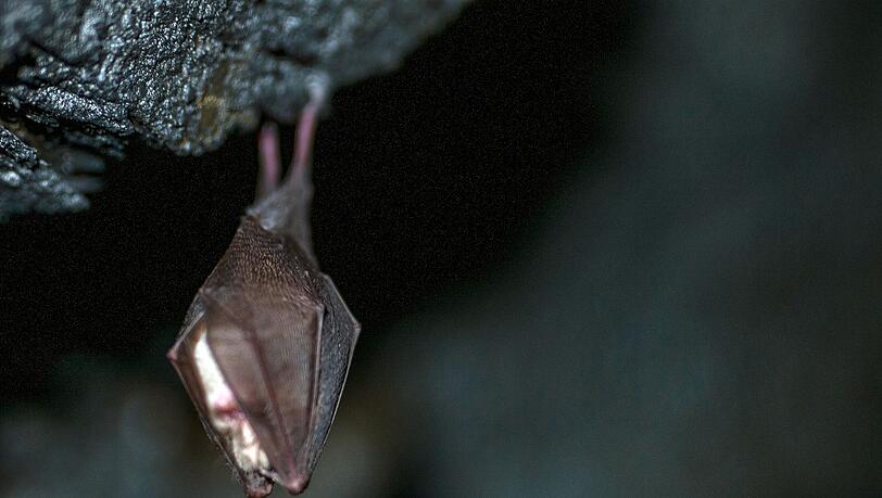 Fledermäuse können in warmen Winter ebenfalls aufwachen. (Archivbild) Fledermäuse können in warmen Winter ebenfalls aufwachen. (Archivbild)