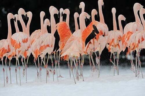 Und sogar die Flamingos im Frankfurter Zoo wirken wenig begeistert über den winterlichen Segen.