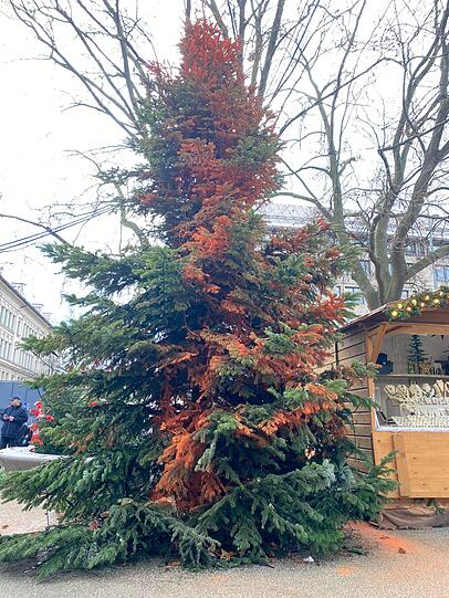 Auch in München: In mehreren Städten in ganz Deutschland färbten Unterstützer der Gruppe "Letzte Generation" Weihnachtsbäume an zentralen öffentlichen Plätzen mit oranger Warnfarbe ein. Auch in München: In mehreren Städten in ganz Deutschland färbten Unterstützer der Gruppe "Letzte Generation" Weihnachtsbäume an zentralen öffentlichen Plätzen mit oranger Warnfarbe ein.