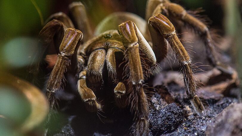 In einer dunklen Ecke ihres Terrariums wartet dieses riesenhafte Exemplar der Vogelspinne "Therapose stirmi" am 14.07.2016 im Senckenberg-Museum in Frankfurt am Main (Hessen) auf Beute.(Symbolbild)
