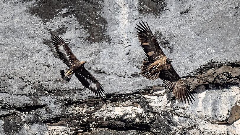 Bartgeier "Wally" (rechts) zieht mit einem Steinadler ihre Kreise.