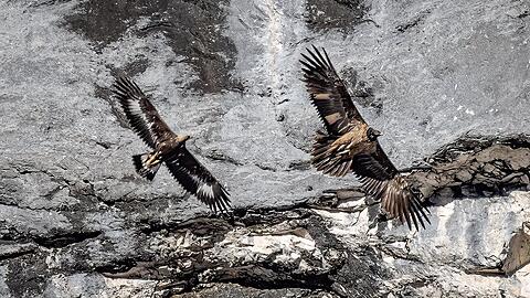 Bartgeier "Wally" (rechts) zieht mit einem Steinadler ihre Kreise.