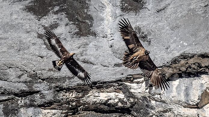 Bartgeier "Wally" (rechts) zieht mit einem Steinadler ihre Kreise.