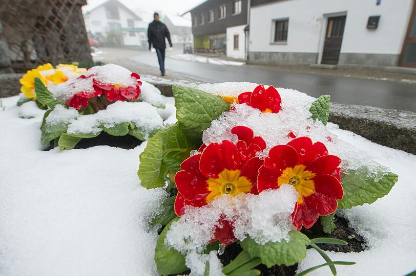 Schnee im Frühling: In Bayern ist der Winter wieder da. Die Bilder...