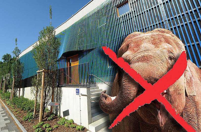 Doch kein Elefant für die Kita. Nach den Protesten hat die Stadt entschieden, kein Dickhäuter-Fotoshooting zu machen.