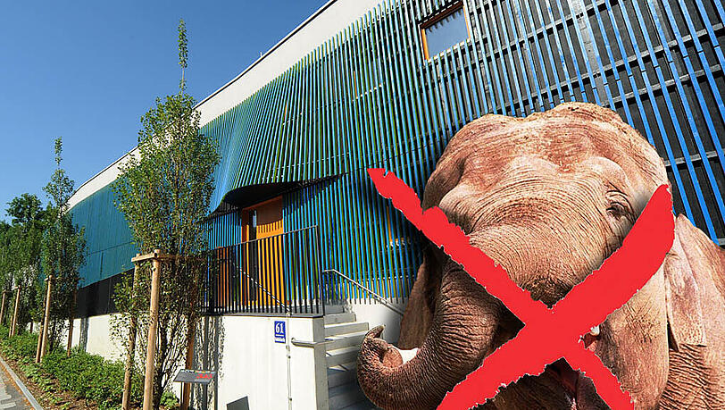 Doch kein Elefant für die Kita. Nach den Protesten hat die Stadt entschieden, kein Dickhäuter-Fotoshooting zu machen. Doch kein Elefant für die Kita. Nach den Protesten hat die Stadt entschieden, kein Dickhäuter-Fotoshooting zu machen.