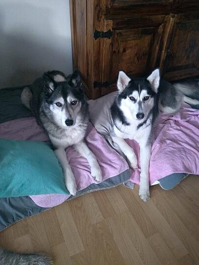 Laika und Stella