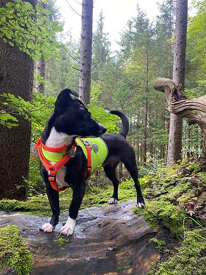 Weil sie kuschelt wie ein Profi, denkt wie ein Fuchs und rennt (in ihrer Vorstellung) wie der Blitz. Weil sie spricht, wenn’s was zu sagen gibt – und schweigt, wenn’s Futter gibt. Weil ihr Charakter nicht angepasst, sondern einzigartig ist. Kurz: Weil sie Wilma ist. Und das reicht.