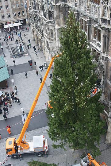 Am Marienplatz wurde am Montag der traditionelle Christbaum aufgestellt.
