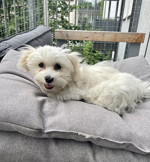 Coco