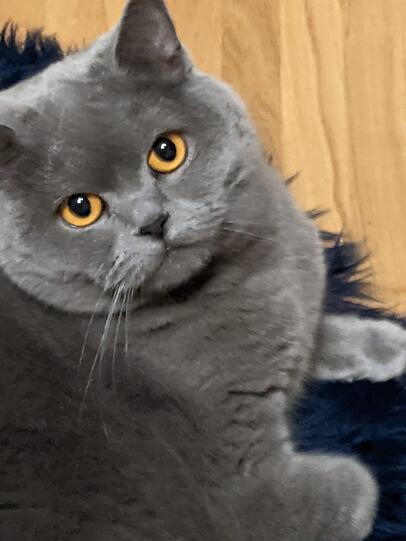 Tabby