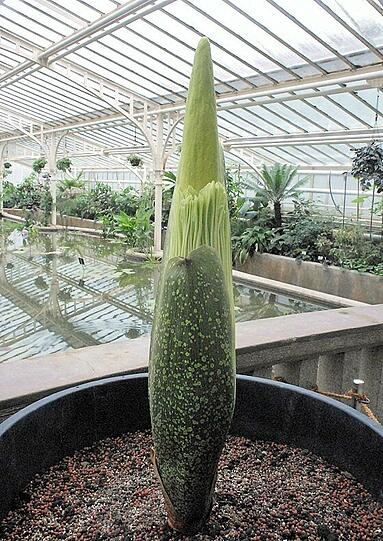 Am 14.Mai ist sie 1 m hoch, ca. 19 cm O