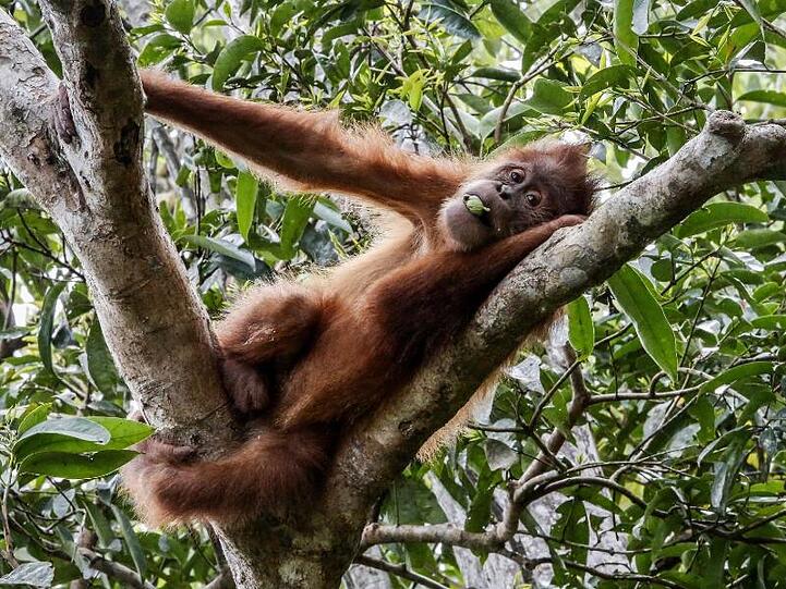 Ein Sumatra-Orang-Utan in einem Schutzgebiet in der indonesischen Provinz Aceh. Die weltweite Rate des Artensterbens ist laut IPBES derzeit zehn- bis hundertmal höher als im Schnitt der vergangenen zehn Millionen Jahre.