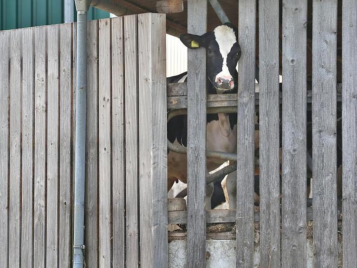 Eine Kuh in einem landwirtschaftlichen Großbetrieb. Foto: Karl-Josef Hildenbrand/dpa/Archivbild