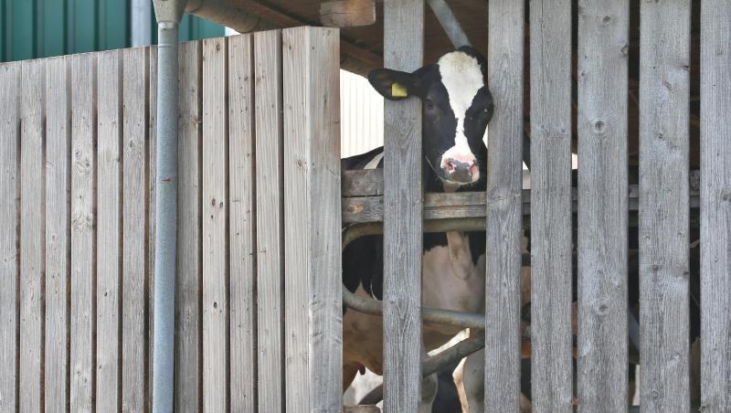 Eine Kuh in einem landwirtschaftlichen Großbetrieb. Foto: Karl-Josef Hildenbrand/dpa/Archivbild Eine Kuh in einem landwirtschaftlichen Großbetrieb. Foto: Karl-Josef Hildenbrand/dpa/Archivbild