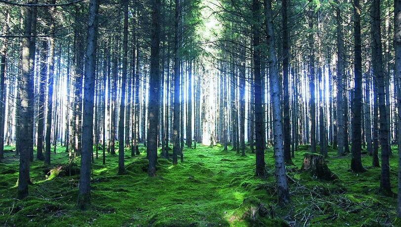 Wunderbar beruhigende Waldstimmung. Wunderbar beruhigende Waldstimmung.