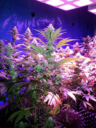 Diese Pflanzen waren die ältesten der Plantage