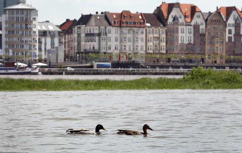 Enten auf den Rhein.