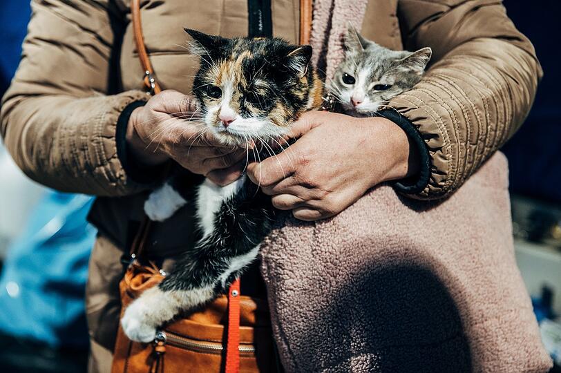 Manche Flüchtenden tragen auch mehrere Tiere bei sich, wie hier Katzen.