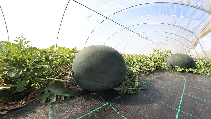 Ganz schön groß: Unter den Tunneln gedeihen die Melonen prächtig. Ganz schön groß: Unter den Tunneln gedeihen die Melonen prächtig.
