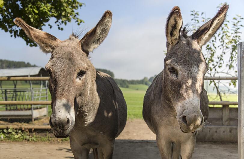 Sorgen für fröhliche Ablenkung im Schreib-Alltag: Die beiden Esel von Rita Falk heißen Bobby und Gino. Tiere sind für die Autorin wichtig.