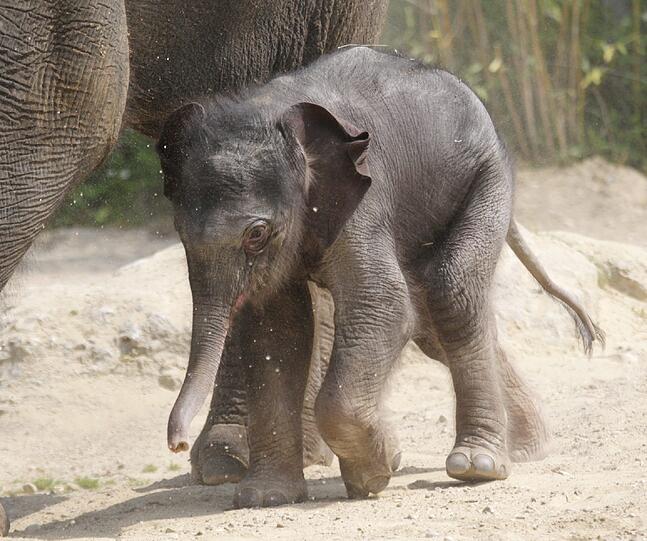 Die erste Schritte im Freien: Der Baby-Elefant im Außengehege.