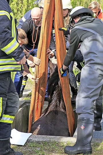 Die Shetland-Stute "Hastika" konnte von den Feuerwehrleuten gerettet werden.