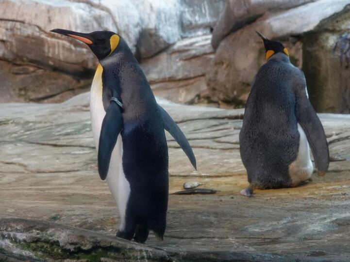 Die schwulen Königspinguine Skipper und Ping in ihrem Gehege im Berliner Tierpark.