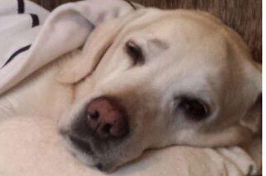 Balou ist schon alt und braucht verschiedene Medikamente. Foto: ho