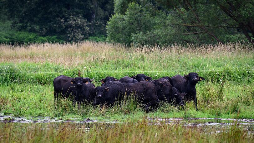 Eine m&ouml;gliche Bewirtschaftung f&uuml;r nasse Fl&auml;chen bieten Wasserb&uuml;ffel, die mit dem feuchten Untergrund gut zurechtkommen. (Archivbild)
