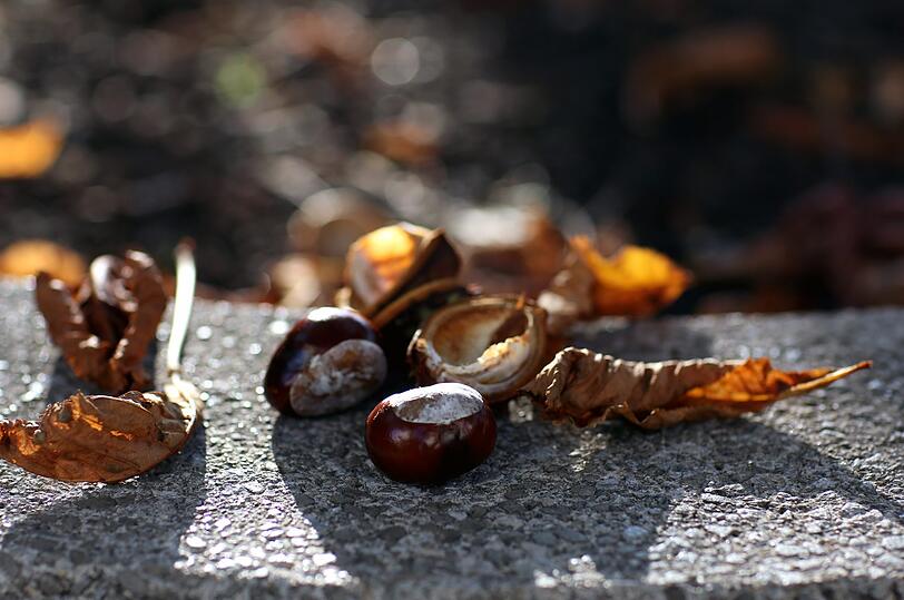 Ein klares Zeichen für den Herbst: Kastanien.
