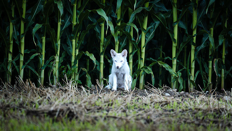 An einem Maisfeld hatte Naturfotograf Dominik Reigl den kleinen weißen Fuchs entdeckt. An einem Maisfeld hatte Naturfotograf Dominik Reigl den kleinen weißen Fuchs entdeckt.