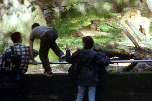 Schlechter Scherz: Einen Tag nach dem Selbstmord 1998 tat ein Zoo-Besucher so, als wolle er auch ins Löwengehege springen.