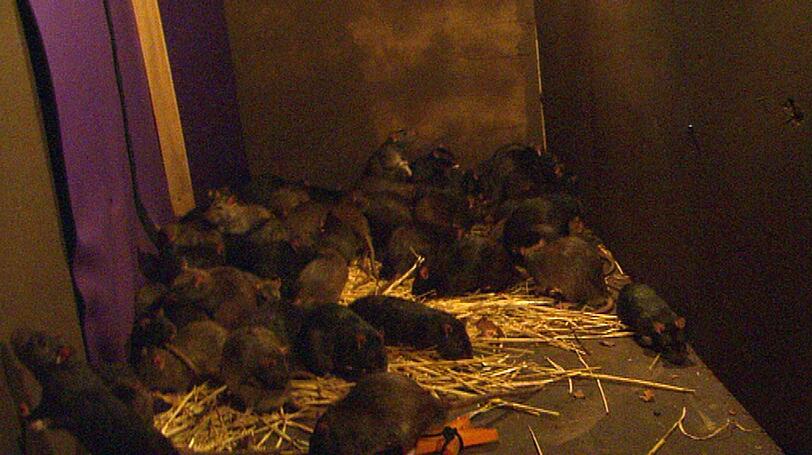 Georginia in der "Hamsterhölle". Diese besteht aus fünf Stufen, von denen sie drei abbricht.