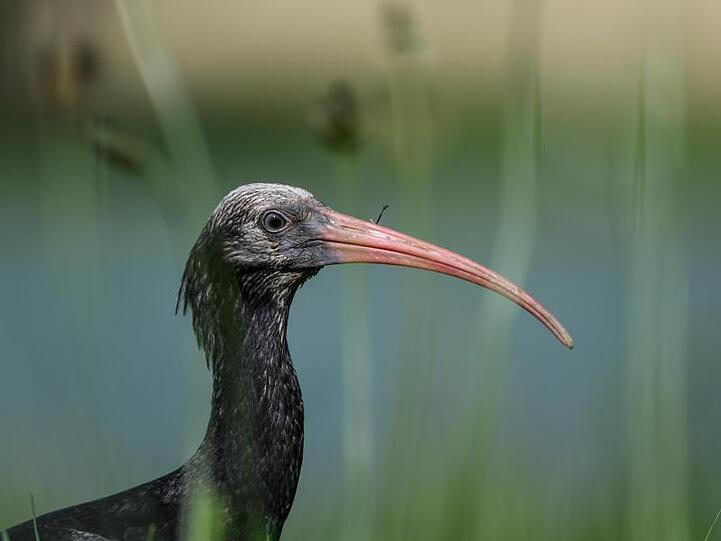 Ein junger Waldrapp sitzt auf einer Wiese. Foto: Felix Kästle/dpa/Archivbild